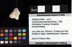 Foto (Objket + Etiketten) von Goniodromites bidentatus (Reuss, 1859) 